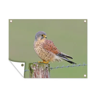 Obrázek produktu pro MuchoWow® Zahradní plakáty - Pták - plot - zelený - 30x40 cm - Zahradní dekorace