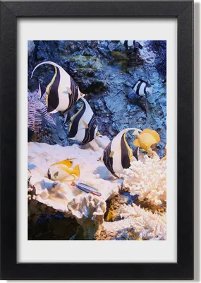 Produktbild von Bild 20x30 MDF-Rahmen, Wandkunst Korallenriff