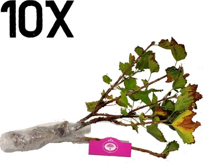 Produktbild von Ribes rubrum 'Blanka' weiße Johannisbeere, Wurzelmaterial, 10 Stück