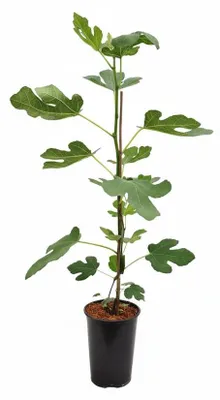 Produktbild von Ficus carica 'Brown Turkey', Feigenbaum, 40–60 cm, süße Früchte
