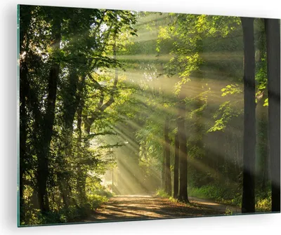 Produktbild von Bilder auf glas - Wald Baum Natur - 70x50cm - Glasbilder - Wandbilder - Kunstdruck - zum Aufhängen bereit - Wanddekoration aus Glas - Glas Bilder - Wandbild auf Glas - Einteilig - GAA70x50-3661