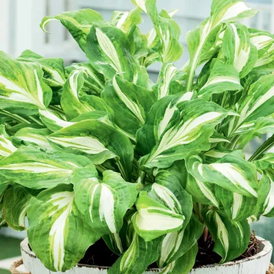Immagine prodotto di Hosta Funkia da giardino Mediovariegata 1 pz. Piantina Piantine di Hosta Funkie
