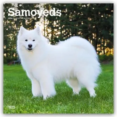 Produktbild von Samoyeds - Samojede 2026 - 16-Monatskalender
