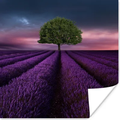 Produktbild von MuchoWow® Poster Lavendel - Baum - Lila 50x50 cm - Wohnzimmerdekoration