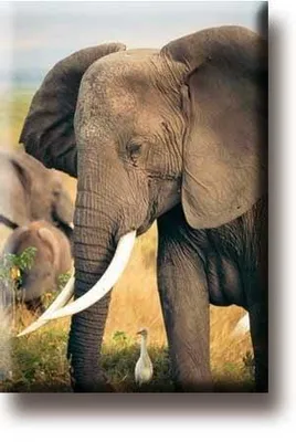 Productafbeelding van Museumwebshop – Koelkastmagneet, Olifant