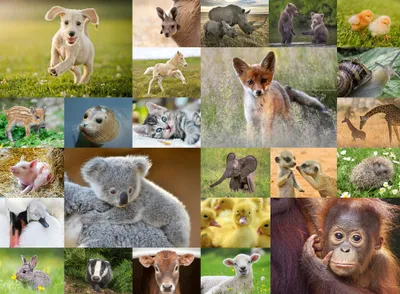 Immagine prodotto di Collage di animaletti 200 pezzi