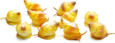 Produktbild von 10x Schnecke Seeschnecke Aufstellfigur Miniblings Meer Ozean Meeresschnecke gelb