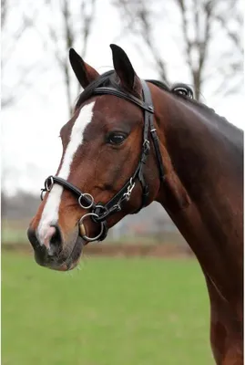Immagine prodotto di pelle snaffle Kaptoom50/62 cm nero/argento (completo)