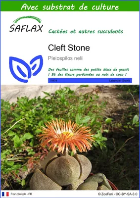 Image de SAFLAX  - Cleft Stone - 40 graines - Avec substrat - Pleiospilos
