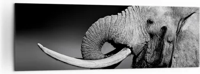 Produktbild von Bild auf Leinwand - Leinwandbild - Elefant Stoßzahn Natur - 160x50cm - Wand Bild - Wanddeko - Leinwanddruck - Bilder - Kunstdruck - Wanddekoration - Leinwand bilder - Wandkunst - AB160x50-3443