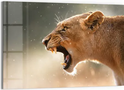 Produktbild von DEQORI Glasbild Echtglas 90x60 cm 'Königin des Brüllens' Wandbild Bild modern Deko