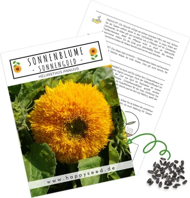 Produktbild von Farbenfrohe Sonnenblumen Samen mit hoher Keimrate - Blumensamen für einen bunten & bienenfreundlichen Garten (1x Sonnengold)