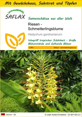 Produktbild von SAFLAX Anzucht Set - Riesen - Schmetterlingsblume - Hedychum gardnerianum - 10 Samen - Mit Mini-Gewächshaus, Anzuchtsubstrat und 2 Töpfen