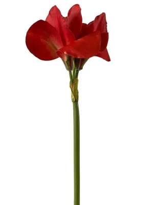 Produktbild von 2474U Künstliche Amaryllis Hellrot 70 cm, täuschend echte Seidenblume, Kunstblume