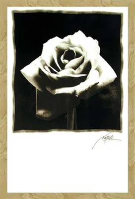 Produktbild von Black & White - Poster - Schwarze Rose Version 2 + Wechselrahmen, Shinsuke® Maxi MDF Buche, Acryl-Scheibe