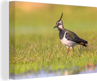 Zdjęcie produktu dla OneMillionCanvasses® - Obrazy na płótnie - 140x90 cm, Ptak - Trawa - Natura - Zwierzęta - Czajka, Dekoracja ścienna - Zdjęcie na płótnie - Obraz na drewnianej ramie