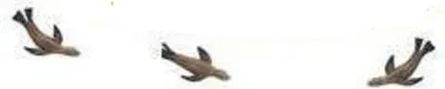 Produktbild von Safari - 342422 - Good Luck Minis, Glücksminis, California Sea Lion, ca. 3,5cm, 5 Stück, PVC