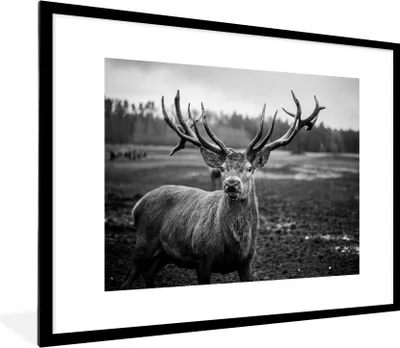 Produktbild von MuchoWow® Gerahmtes Poster Tiere - Hirsch - Geweih - Schwarz und weiß - Natur 80x60 cm - Poster mit Schwarzem Bilderrahmen Wandposter Rahmen Foto Bilder - Schlafzimmer-Dekorationen - Fotoposter