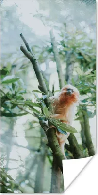 Produktbild von MuchoWow® Poster Zwergseidenäffchen im Baum 20x40 cm - Plakat - Foto