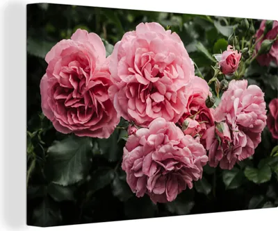 Zdjęcie produktu dla OneMillionCanvasses® - Obrazy na płótnie - 140x90 cm, różowy - Kwiaty - Róże, dekoracja ścienna - Zdjęcie na płótnie - Obraz na drewnianej ramie