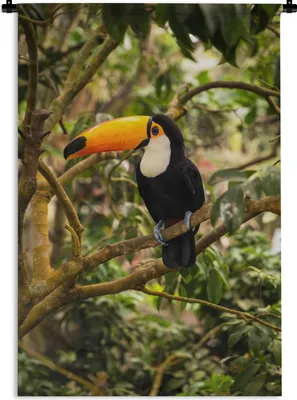 Produktbild von MuchoWow® Wandteppich Wandbehang Vogel - Tukan - Dschungel - Natur - Tropisch 90x135 cm Tapisserie Dekoration Wandtuch - Baumwolle - Wandskulptur