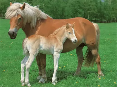 Obrázek produktu pro Ravensburger 13040 - Haflingové, 300 dílků puzzle