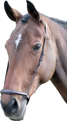 Productafbeelding van Blenheim - Verstelbare neusriem voor paarden, leer, model ER222 (Cob), bruin