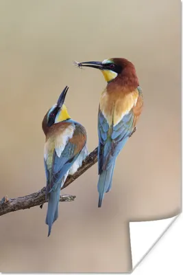 Produktbild von MuchoWow® Poster Vogel - Insekt - Freunde 20x30 cm - Papierdruck