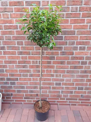 Produktbild von Prunus lusitanica "Angustifolia"- Stämmchen, Portugiesische Lorbeerkirsche, Gesamthöhe: 170-180 cm