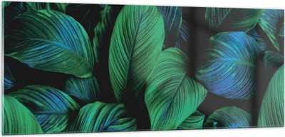 Produktbild von Bilder auf glas - Einteilig - Blätter Pflanzen Exotik - 100x40cm - Glasbilder - Wandbilder - Bilder - zum Aufhängen bereit - Wanddekoration aus Glas - Glas Bilder - Wandbild auf Glas - GAB100x40-5066