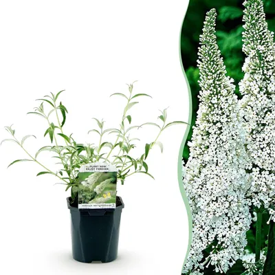 Produktbild von GreenboutiQ - Schmetterlingsflieder Winterhart - Buddleja davidii White Profusion - Blüte Weiß - 1 Pflanze - Laubabwerfend - Schmetterlingsanziehend - Topf 17cm Höhe 25cm