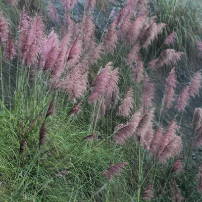 Produktbild von 6x Cortaderia sell. Rose Plume P9H20