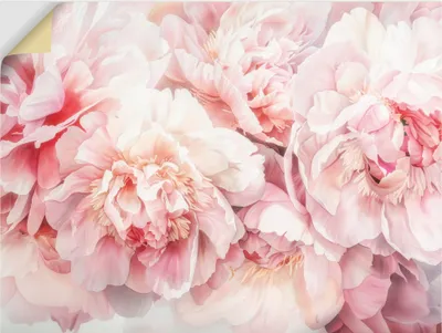 Produktbild von ARTland Wandbild, selbstklebend Rosa Farbene Pfingstrosen Aquarell Größe: 40x30 cm