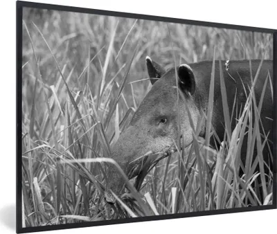 Produktbild von MuchoWow® MuchoWow® Gerahmtes Poster Mittelamerikanischer Tapir im Nationalpark von Costa Rica in schwarz-weiß 30x20 cm - Poster mit zchwarzem Bilderrahmen - Kunstdruck - Bild-Poster