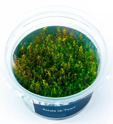 Produktbild von Rotala sp.'Pearl' In-Vitro Cup algen- und schneckenfrei
