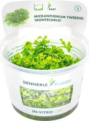 Obrázek produktu pro Malokvětka hvězdošovitá – Micranthemum tweediei In-Vitro
