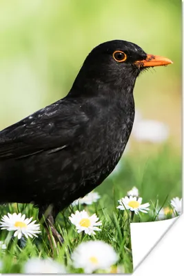 Produktbild von MuchoWow® Poster Vogel - Amsel - Blumen 60x90 cm - Wanddekoration