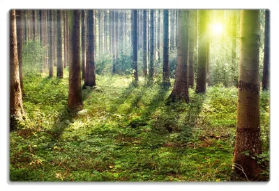 Produktbild von Wallario Frühstücksbrettchen aus Glas 20 x 30 cm mit rutschfesten Füßen, Motiv Sonnenuntergang im Wald zwischen den Bäumen