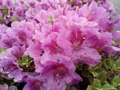 Produktbild von Zwerg-Alpenrose - Rhododendron keleticum 20-25cm