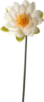 Produktbild von Seerose 75 Fiore