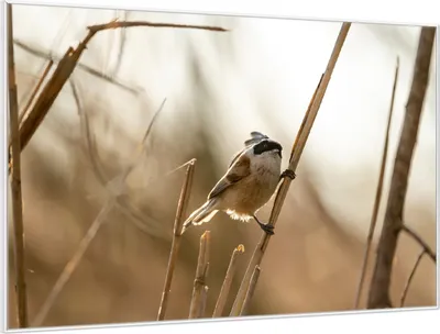 Produktbild von Wallario Wandbild Vogel im Schilf, Größe: 61 x 91,50 cm, Poster mit weißem Aluminiumrahmen