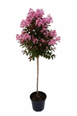Produktbild von Lagerstroemia 'Rhapsodie in Pink' - Stämmchen - 140–150 cm – Kreppmyrte - pinke Blüten - winterhart - mediterraner Zierbaum