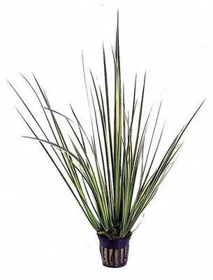 Productafbeelding van Aquafleur Acorus Gramineus Variegatus | Kalmoes | in 5 cm pot