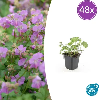 Zdjęcie produktu dla Geranium cant. 'Cambridge' | 48 sztuk - 10-25cm - Ø9cm - Roślina ogrodowa