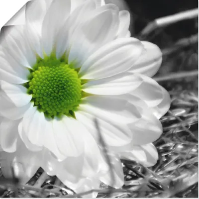 Produktbild von ARTland Poster Weiße Blume Größe: 40x40 cm