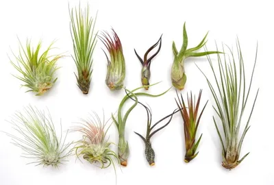 Produktbild von DIXIE STORE Tillandsia Pflanzen Anfang Luftpfanzen Set - 11-Pflanzen Set