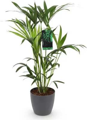 Produktbild von Howea Forsteriana Ø19cm 80-85cm Kentia Palme Zimmerpflanze mit grauem Topf