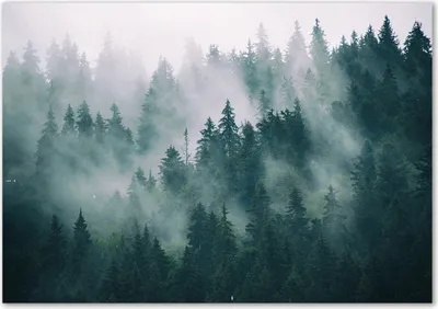 Produktbild von Tulup® Glas-Bild - 100 x 70 - Wandbild aus Glas - Wandkunst - Wandbild hinter gehärtetem Sicherheitsglas - Landschaften - Nebel über dem Wald - Grau