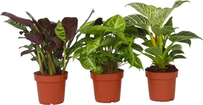 Produktbild von Zimmerpflanzen-Mix - 3 Stk - Höhe 25-40cm - ⌀12cm