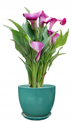 Produktbild von Grüner Keramikblumentopf, Glänzend, Durchmesser 14,5 Cm, Höhe 12,5 Cm